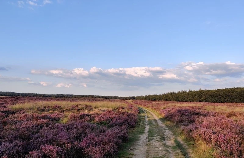 Ginkelse Heide