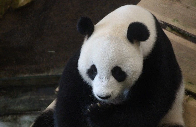 Ouwehands Dierenpark