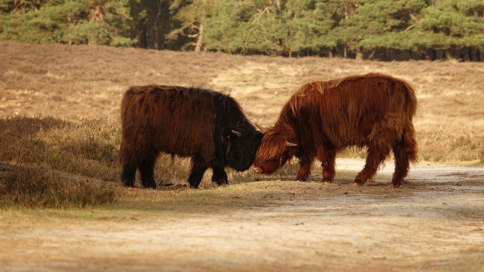 Scottish highlanders veluwe
