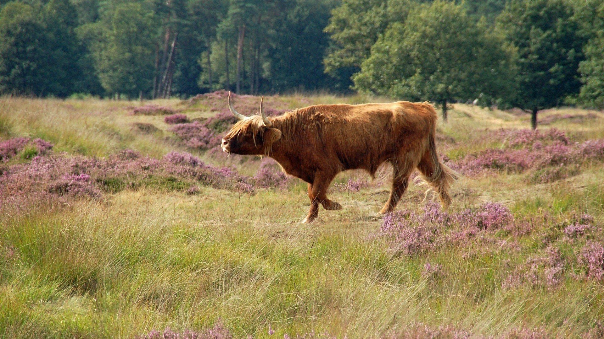 Ontdek de Veluwe
