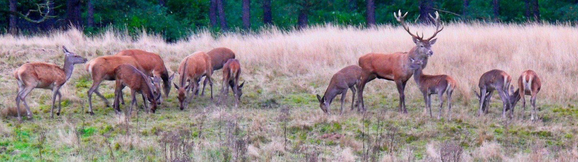 Vakantiehuis veluwe